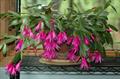 Easter Cactus